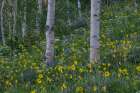 USA, Wyoming. Aspen trunks with Arrowleaf balsamroot and lupine, Teton Mountains Art Print